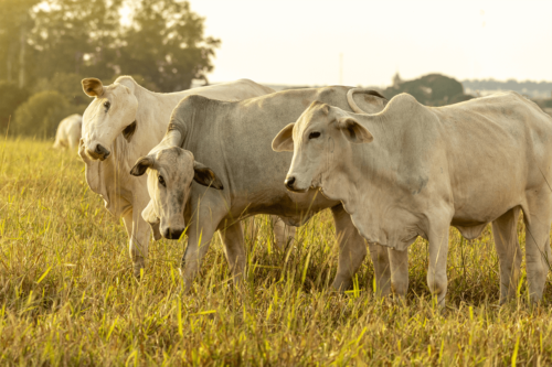 Venda de produtos Veterinários