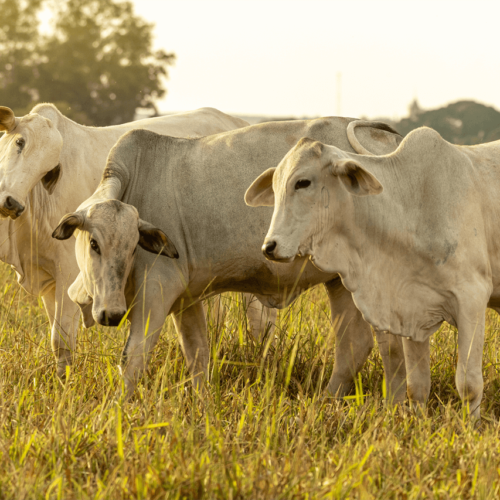 Venda de produtos Veterinários